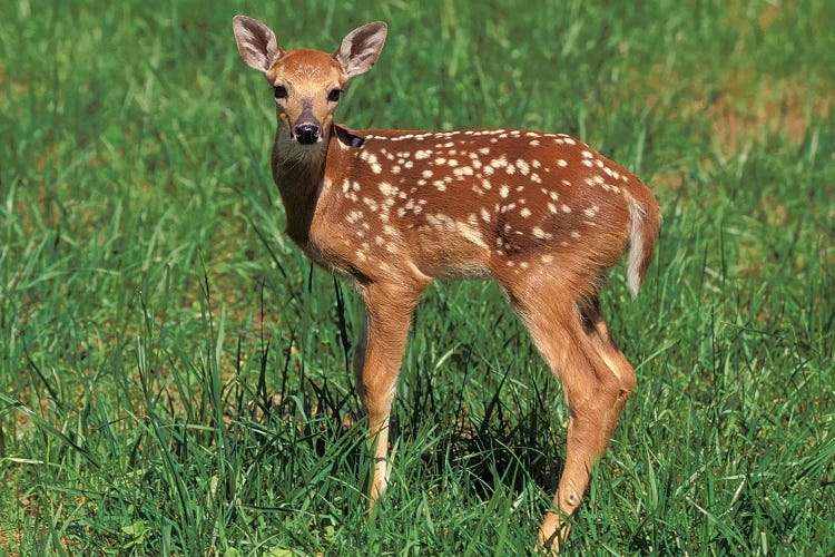 White-Tailed Deer Fawn