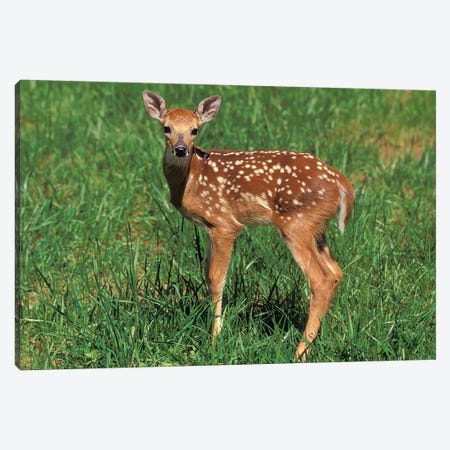 White-Tailed Deer Fawn Canvas Print #AJO103} by Adam Jones Canvas Artwork