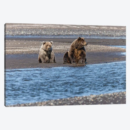 Adult Female Grizzly Bear And Cub Fishing, Lake Clark National Park And Preserve, Alaska Canvas Print #AJO104} by Adam Jones Canvas Art Print