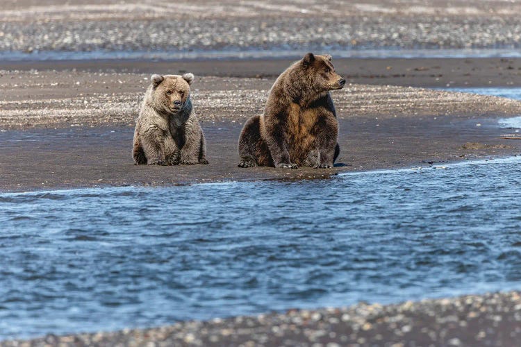 Adult Female Grizzly Bear And Cub Fishing, Lake Clark National Park And Preserve, Alaska