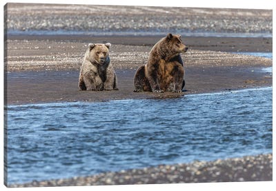 Adult Female Grizzly Bear And Cub Fishing, Lake Clark National Park And Preserve, Alaska Canvas Art Print - Adam Jones
