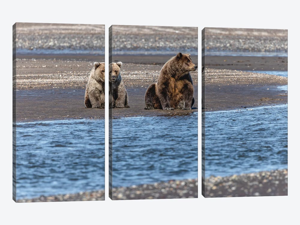 Adult Female Grizzly Bear And Cub Fishing, Lake Clark National Park And Preserve, Alaska by Adam Jones 3-piece Canvas Print