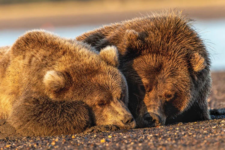 Adult Female Grizzly Bear And Cub Sleeping Together On Beach At Sunrise, Lake Clark National Park And Preserve, Alaska