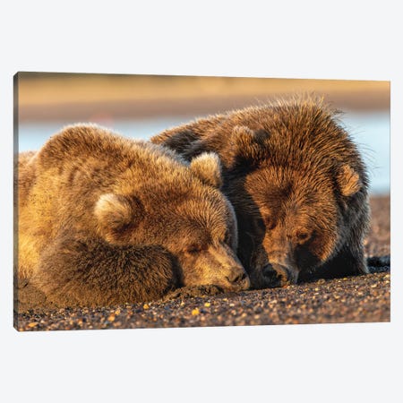 Adult Female Grizzly Bear And Cub Sleeping Together On Beach At Sunrise, Lake Clark National Park And Preserve, Alaska Canvas Print #AJO105} by Adam Jones Canvas Art Print