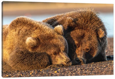 Adult Female Grizzly Bear And Cub Sleeping Together On Beach At Sunrise, Lake Clark National Park And Preserve, Alaska Canvas Art Print - Adam Jones