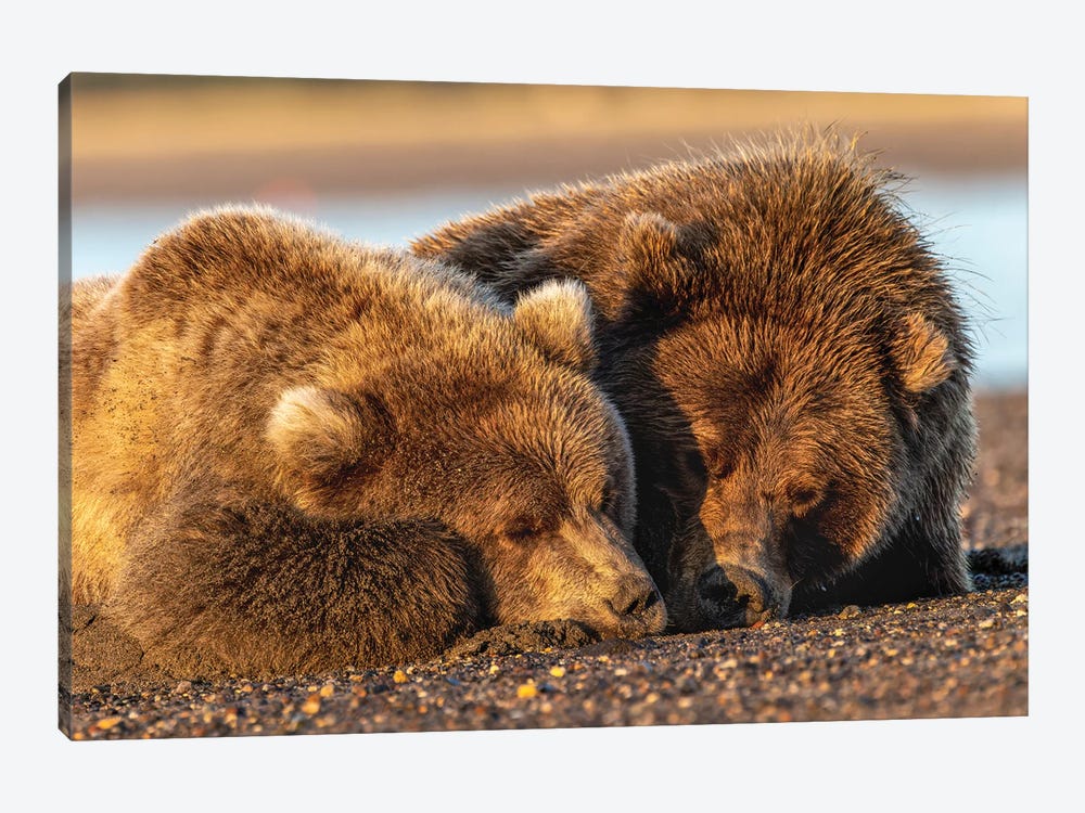 Adult Female Grizzly Bear And Cub Sleeping Together On Beach At Sunrise, Lake Clark National Park And Preserve, Alaska by Adam Jones 1-piece Canvas Artwork