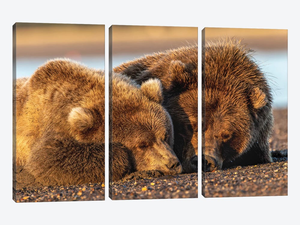 Adult Female Grizzly Bear And Cub Sleeping Together On Beach At Sunrise, Lake Clark National Park And Preserve, Alaska by Adam Jones 3-piece Canvas Art