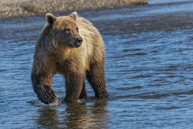 Adult Grizzly Bear Chasing Fish, Lake Clark National Park And Preserve, Alaska, Silver Salmon Creek by Adam Jones wall art