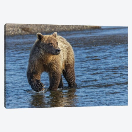 Adult Grizzly Bear Chasing Fish, Lake Clark National Park And Preserve, Alaska, Silver Salmon Creek Canvas Print #AJO106} by Adam Jones Canvas Art Print