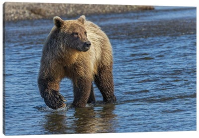 Adult Grizzly Bear Chasing Fish, Lake Clark National Park And Preserve, Alaska, Silver Salmon Creek Canvas Art Print - Adam Jones