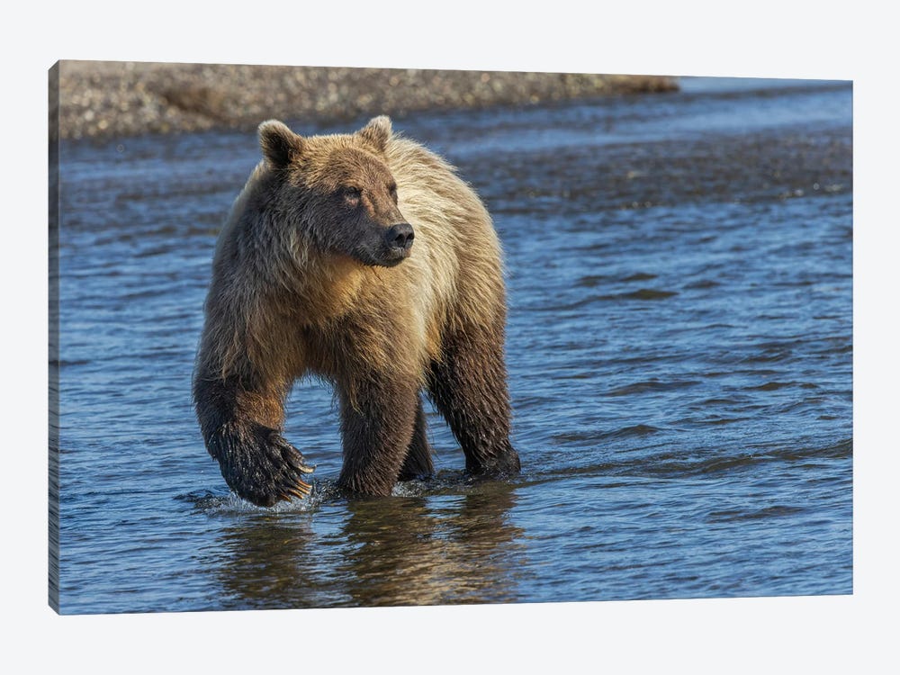 Adult Grizzly Bear Chasing Fish, Lake Clark National Park And Preserve, Alaska, Silver Salmon Creek by Adam Jones 1-piece Art Print