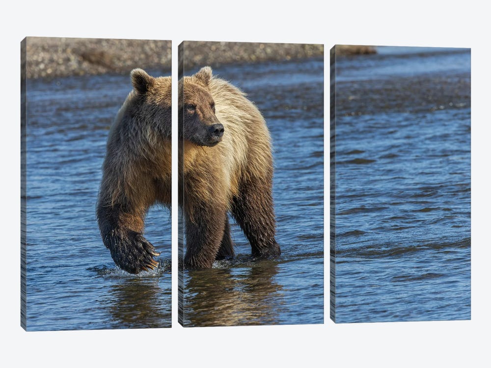Adult Grizzly Bear Chasing Fish, Lake Clark National Park And Preserve, Alaska, Silver Salmon Creek by Adam Jones 3-piece Canvas Print