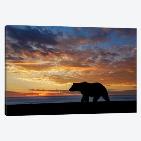Adult Grizzly Bear Silhouetted At Sunrise, Lake Clark National Park And Preserve, Alaska, Silver Salmon Creek Canvas Print #AJO107} by Adam Jones Art Print