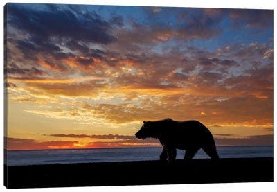 Adult Grizzly Bear Silhouetted At Sunrise, Lake Clark National Park And Preserve, Alaska, Silver Salmon Creek Canvas Art Print - Adam Jones