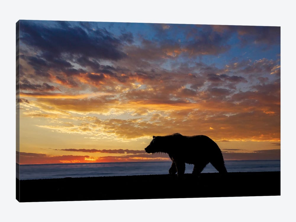 Adult Grizzly Bear Silhouetted At Sunrise, Lake Clark National Park And Preserve, Alaska, Silver Salmon Creek by Adam Jones 1-piece Canvas Wall Art