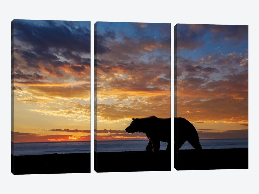 Adult Grizzly Bear Silhouetted At Sunrise, Lake Clark National Park And Preserve, Alaska, Silver Salmon Creek by Adam Jones 3-piece Canvas Artwork