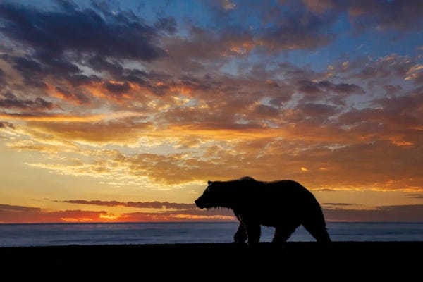 Adult Grizzly Bear Silhouetted At Sunrise, Lake Clark National Park And Preserve, Alaska, Silver Salmon Creek