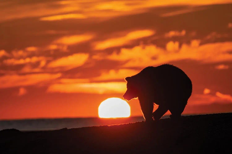 Adult Grizzly Bear Silhouetted On Beach At Sunrise, Lake Clark National Park And Preserve, Alaska, Silver Salmon Creek