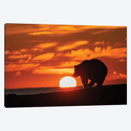 Adult Grizzly Bear Silhouetted On Beach At Sunrise, Lake Clark National Park And Preserve, Alaska, Silver Salmon Creek Canvas Print #AJO108} by Adam Jones Canvas Wall Art