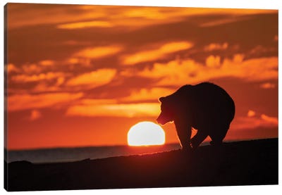 Adult Grizzly Bear Silhouetted On Beach At Sunrise, Lake Clark National Park And Preserve, Alaska, Silver Salmon Creek Canvas Art Print - Adam Jones