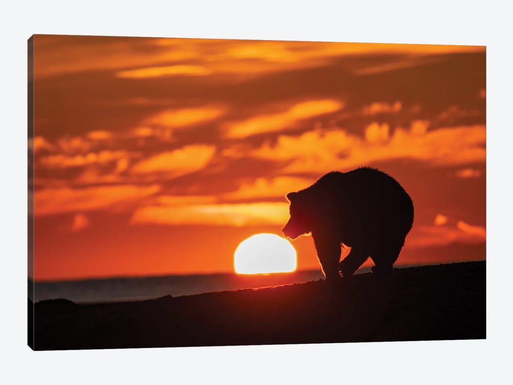 Adult Grizzly Bear Silhouetted On Beach At Sunrise, Lake Clark National Park And Preserve, Alaska, Silver Salmon Creek by Adam Jones 1-piece Art Print