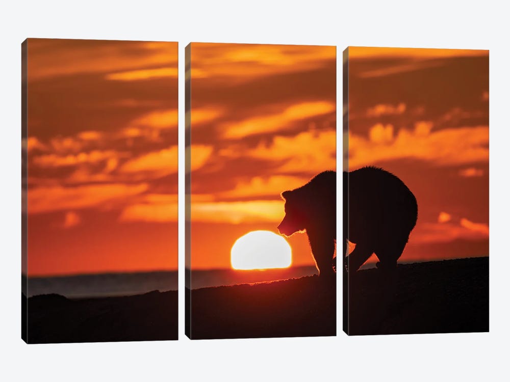 Adult Grizzly Bear Silhouetted On Beach At Sunrise, Lake Clark National Park And Preserve, Alaska, Silver Salmon Creek by Adam Jones 3-piece Art Print