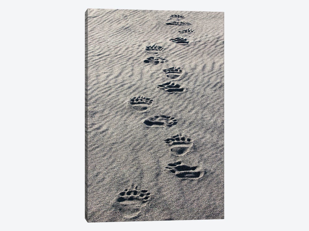 Adult Grizzly Bear Tracks On Sandy Beach, Lake Clark National Park And Preserve, Alaska, Silver Salmon Creek by Adam Jones 1-piece Canvas Artwork