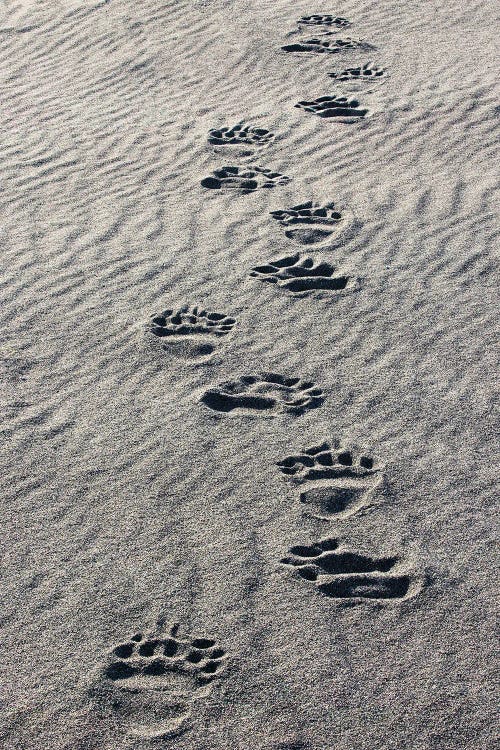 Adult Grizzly Bear Tracks On Sandy Beach, Lake Clark National Park And Preserve, Alaska, Silver Salmon Creek