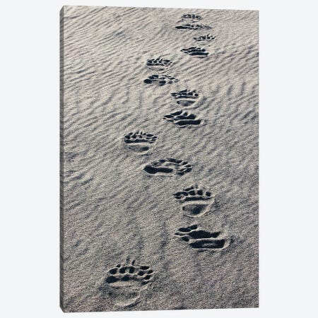 Adult Grizzly Bear Tracks On Sandy Beach, Lake Clark National Park And Preserve, Alaska, Silver Salmon Creek Canvas Print #AJO109} by Adam Jones Canvas Artwork