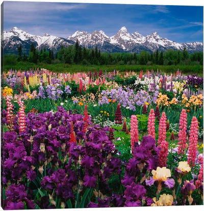 Iris & Lupine Field, Grand Teton National Park, Teton County, Wyoming, USA Canvas Art Print - Flower Art
