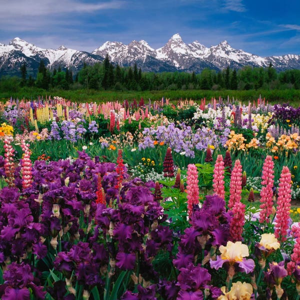 Large Photography - Canvas Prints: Iris & Lupine Field, Grand Teton National Park, Teton County, Wyoming, USA by Adam Jones