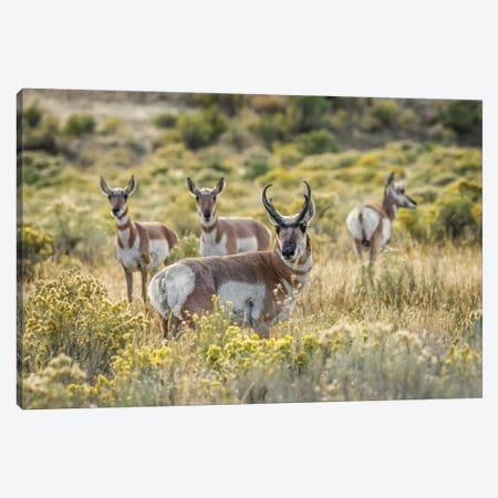Adult Male Pronghorn With Females, Yellowstone National Park, Wyoming Canvas Print #AJO110} by Adam Jones Canvas Print
