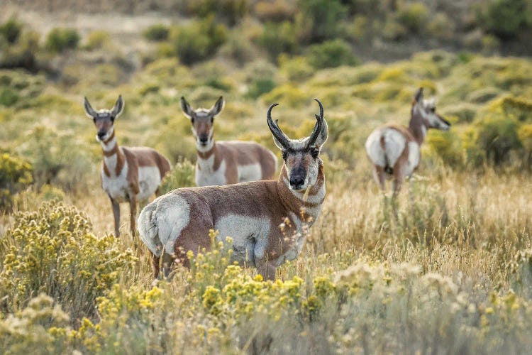 Adult Male Pronghorn With Females, Yellowstone National Park, Wyoming