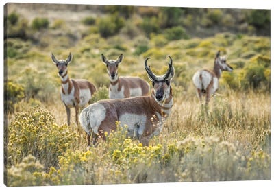 Adult Male Pronghorn With Females, Yellowstone National Park, Wyoming Canvas Art Print - Adam Jones
