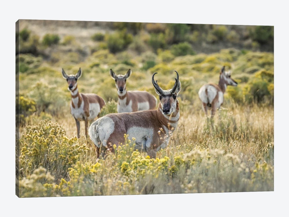 Adult Male Pronghorn With Females, Yellowstone National Park, Wyoming by Adam Jones 1-piece Canvas Artwork
