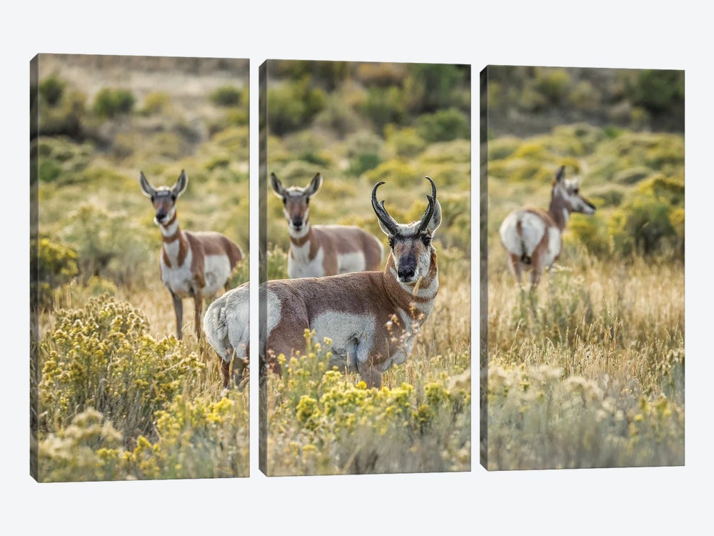 Adult Male Pronghorn With Females, Yellowstone National Park, Wyoming by Adam Jones 3-piece Canvas Art