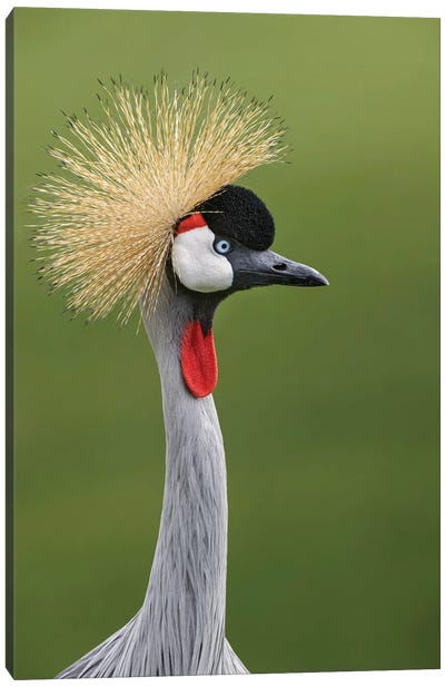 African Crowned Crane Canvas Art Print - Macro Photography