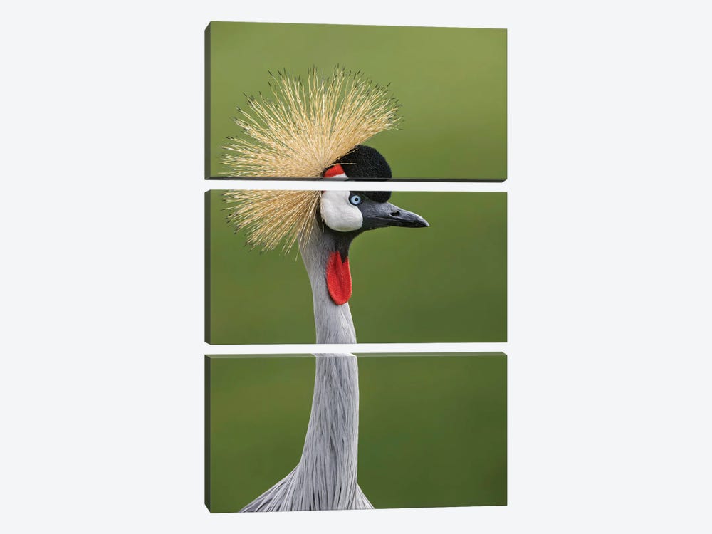 African Crowned Crane by Adam Jones 3-piece Art Print