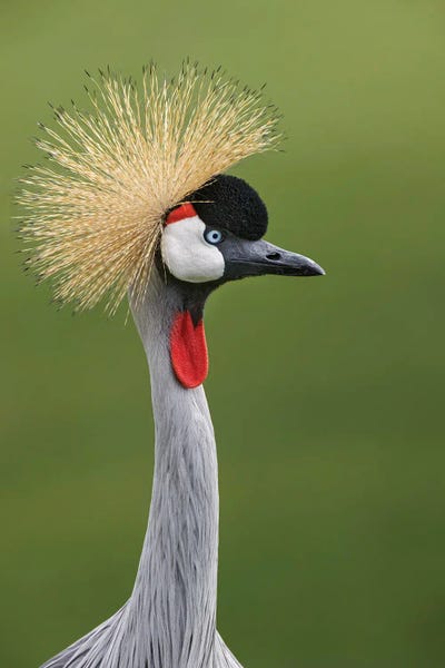 Africa: African Crowned Crane by Adam Jones
