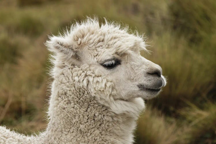 Alpaca, Antisana Ecological Reserve, Ecuador.