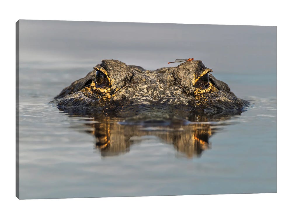 American Alligator From Eye Level With W - Canvas Artwork | Adam Jones