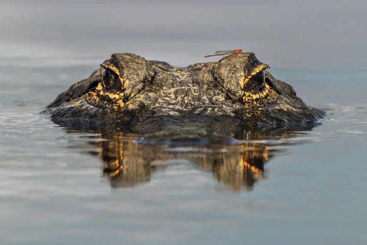 American Alligator From Eye Level With Water, Myakka River State Park, Florida