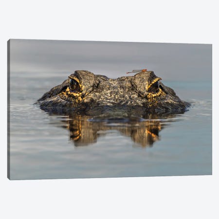 American Alligator From Eye Level With Water, Myakka River State Park, Florida Canvas Print #AJO113} by Adam Jones Canvas Print