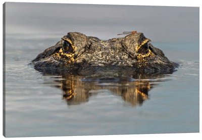 American Alligator From Eye Level With Water, Myakka River State Park, Florida Canvas Art Print - Reptile & Amphibian Art