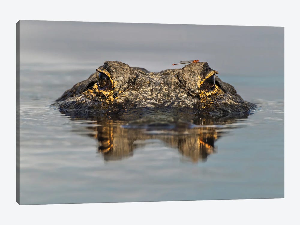 American Alligator From Eye Level With Water, Myakka River State Park, Florida by Adam Jones 1-piece Art Print
