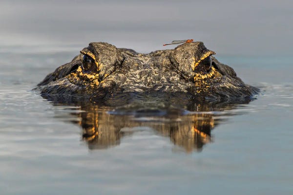 Alligators & Crocodiles: American Alligator From Eye Level With Water, Myakka River State Park, Florida by Adam Jones