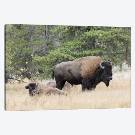 American Bison In Autumn, Yellowstone National Park, Nez Perce River, Wyoming Canvas Print #AJO114} by Adam Jones Canvas Art