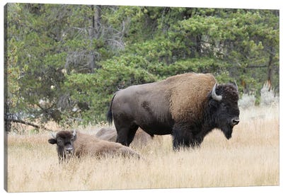 American Bison In Autumn, Yellowstone National Park, Nez Perce River, Wyoming Canvas Art Print - Adam Jones