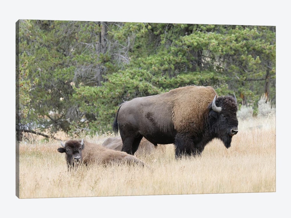American Bison In Autumn, Yellowstone National Park, Nez Perce River, Wyoming by Adam Jones 1-piece Canvas Wall Art