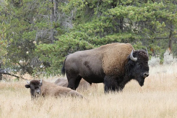 Bison & Buffaloes: American Bison In Autumn, Yellowstone National Park, Nez Perce River, Wyoming by Adam Jones